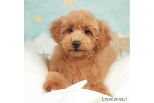 成約済の千葉県のトイプードル-210413